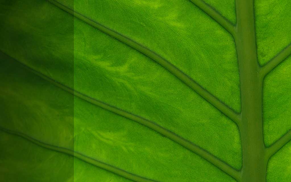 dark green leaf